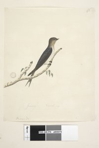Strana 76. Hirundo. dole uprostřed v jiné ruce leden Přirozená velikost Welcome Swallow Hirundo neoxena, 1791-92 od Unknown artist