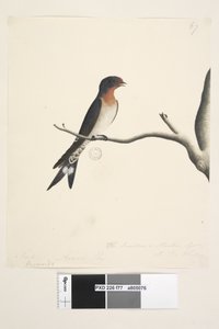 Strana 77. Hirundo. nad názvem v jiné ruce březen. Přirozená velikost. vpravo dole ve třetí ruce The Swallow nebo Martin of N.S. Wales. Vítejte vlaštovku Hirundo neoxena, 1791-92 od Unknown artist