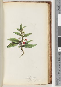 Strana 78a. Solanum stelligerum / Star Nightshade od Unknown artist
