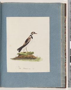 Strana 79. Dotterel černočelý. Charadrius Hiaticula od Unknown artist
