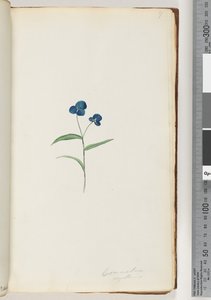 Strana 7. Commelina capillaris od Unknown artist