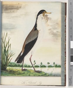 Strana 80. Čejka maskovaná nebo ostruha, kulík okřídlený od Unknown artist