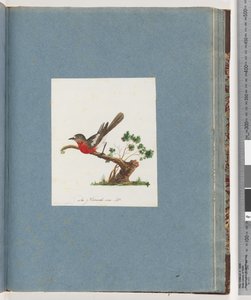 Strana 81. Scarlet Robin od Unknown artist