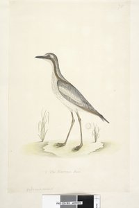 Strana 85. Oedicnemus. dole uprostřed v jiné ruce 1/2 přirozené velikosti Jižní kámen, Curlew Burhinus magnirostris, 1791-92 od Unknown artist