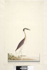 Strana 89. Ardea ..?.. Nankeenská noc, volavka Nycticorax caledonicus, 1791-92 od Unknown artist