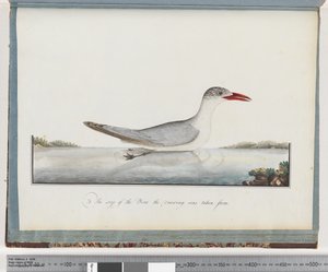 Strana 90. Rybák kaspický od Unknown artist