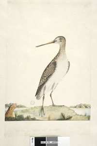 Strana 92. Scolopax. výše uvedený titul v jiné ruce prosince. Přirozená velikost, pochybná duhovka Japonská sluka Gallinago hardwickii, 1791-92 od Unknown artist