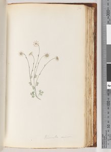 Strana 94. Eriocalia minor od Unknown artist
