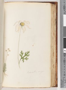 Strana 95. Eriocalia major od Unknown artist