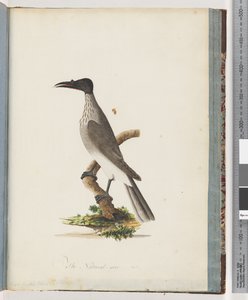 Strana 95. Hlučný Friarbird. Honeyeater s knoflíkem od Unknown artist