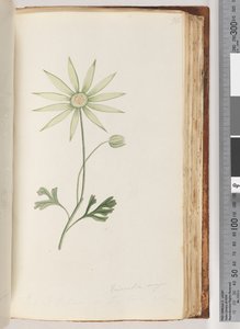 Strana 96. Eriocalia major. Tohle je podle mě ta pravá barva od Unknown artist