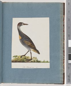 Strana 99. Buff-banded Rail od Unknown artist