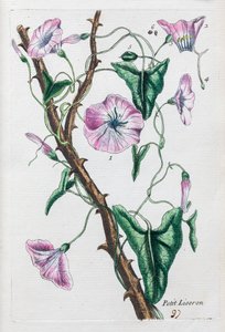 Petiti Liseron od Unknown artist