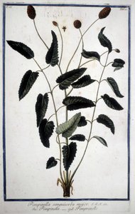 Pimprenelle: Pimpinella Sanguisorba major. od Unknown artist