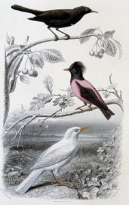 Přírodovědná deska: Kos, bílý kos a růžový kos - v “”Oeuvres de Buffon””, ed. Furne Jouvet & cie, Paříž od Unknown artist