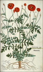 Poppy in - in "" The History of Racism Comment Odznaky,..." od Leonharta Fuchse od Unknown artist