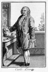 Portrét Carla von Linného švédský přírodovědec a spisovatel (1707 - 1778). Sd. rytina 19. století. od Unknown artist