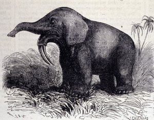 Prehistorie: reprezentace Dinotheria, typ tlustokožce. od Unknown artist
