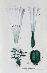 Opuncie (datura, jimsonweed) od Unknown artist