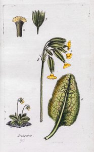 Primrose od Unknown artist
