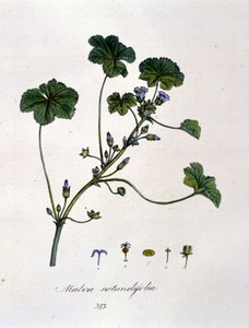 Fialová: bylina, jejíž nálev má uklidňující účinky. od Unknown artist