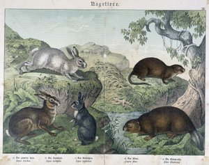 Králík, bobr - v "" Přírodní historie savců", ed. Schreiber od Unknown artist