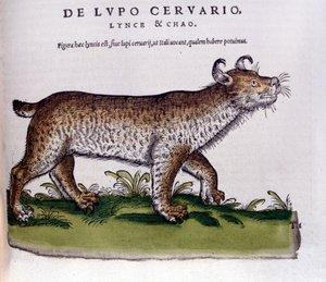Znázornění rysa (vlk - jelen) - Historia Animalium de Conrad Gesner (1516 - 1565), Tiguri od Unknown artist