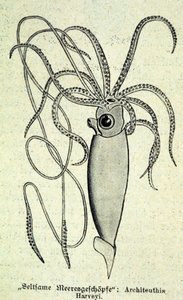 Zastoupení Architeuthise Harveyi, obří chobotnice. od Unknown artist