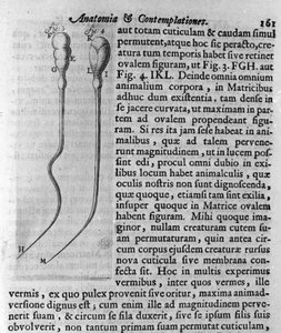 Zastoupení psích spermií Popis vytvořil holandský obchodník a vědec Antoine van Leeuwenhoek (nebo Leeuvenhoek Leeuwenhoeck) (nebo Antoni nebo Anthonie) (1632-1723). Rytina z „Investigatio Arcanorum“ 1722 od Unknown artist