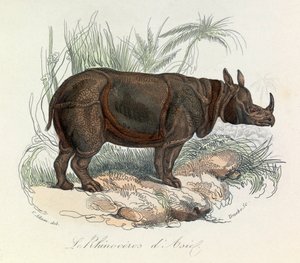Asijští nosorožci klasifikovaní podle Linnénovy nomenklatury a Cuviera (rytina) od Unknown artist
