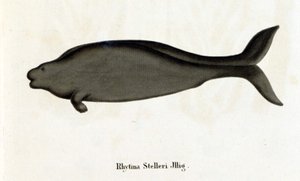 Rhytina Stelleri nazývaná také mořská kráva Steller, exemplář zmizel v 18. století. od Unknown artist