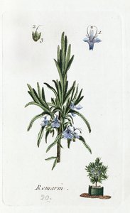 Rosemary od Unknown artist
