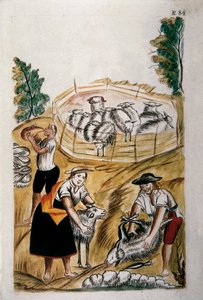 Stříhání ovcí, z knihy „Trujillo del Peru“ nebo „Códice Martínez Compañón“, od Baltazara Martineze Compañóna y Bujandy, biskupa z Trujillo (1782-1785) od Unknown artist