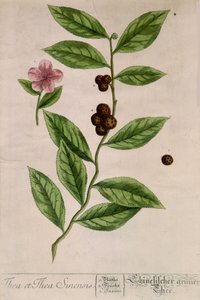 Čajovník Sinensis - botanická deska od Unknown artist