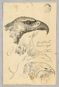 Studie dvou orlích hlav a jednoho křídla, od kardinála Bernise Orla od Unknown artist