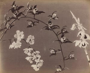 Studium orchidejí od Unknown artist