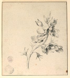 Studie větve divokých růží od Unknown artist