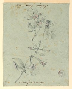 Studie hlohu a zimolezu od Unknown artist