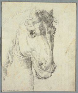 Studie koně od Unknown artist