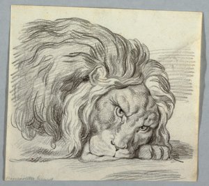 Studie lva od Unknown artist