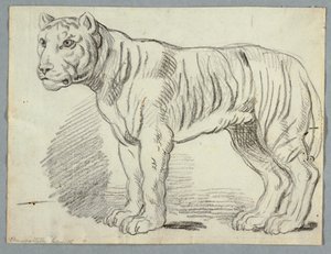 Studie tygra od Unknown artist