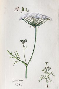Terrenoix (Terre-Noix, Nox de Terre) od Unknown artist