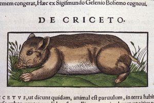Křeček v dějinách zvířat od Conrada Gesnera (1516 - 1565), Tiguri od Unknown artist