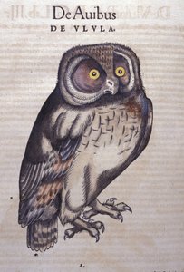 Sova v dějinách zvířat od Conrada Gesnera (1516 - 1565), Tiguri od Unknown artist