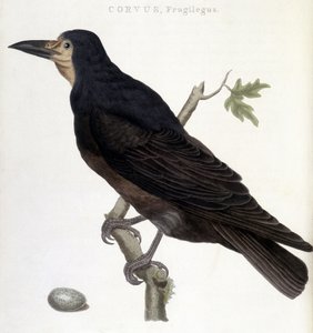The Raven Frugilegus - přírodopisná tabule od Unknown artist