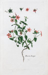 Šarlatový Pimpernel od Unknown artist