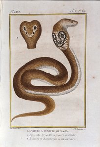 Zmije bezel nebo Naja. Talíř převzatý ze zrady Natural History of "" Works of Buffon"" od přírodovědce Georgese Louise Leclerca, hraběte z Buffonu (1707 - 1788). 19. století od Unknown artist