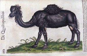 Velbloud z Historie zvířat od Konrada Gesnera, Tiguri od Unknown artist