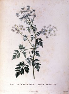 Jedlovec obecný. 18. století rytina. od Unknown artist
