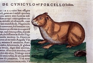 Morče po Historia animalium od Konrada Gesnera, Tiguri od Unknown artist